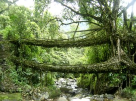 Living Bridge