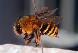 Blue Banded Bee - 22 Mar 12 - Alan Moore
