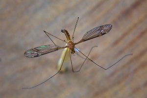 Crane Fly - 20 Mar 13 - Alan Moore low res