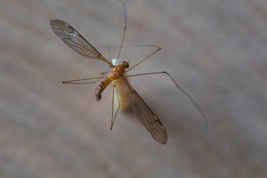 Crane Fly rear - 20 Mar 13 - Alan Moore low res