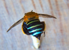Blue-banded Bee  Photo: Alan Moore