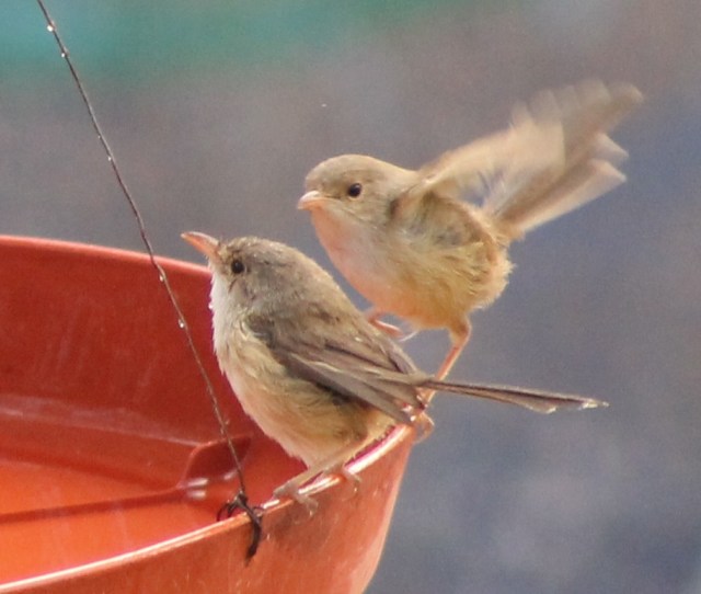 Red-backed Fairy-wrens