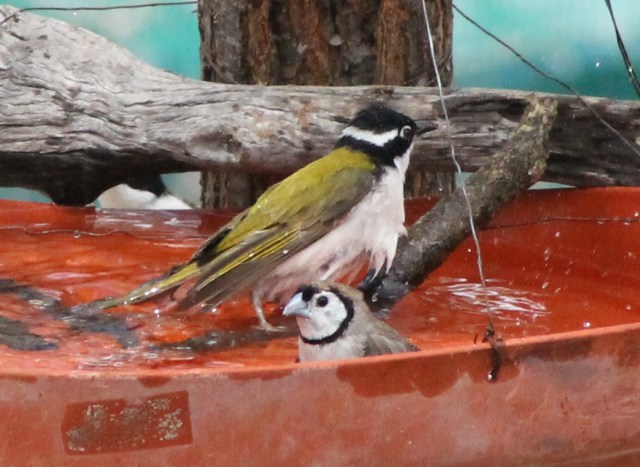 Honey-eater and Finch