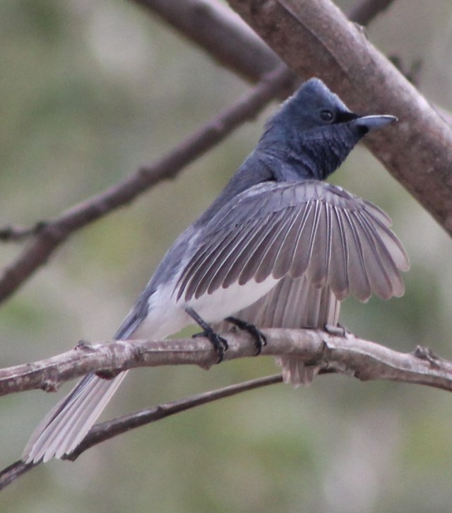 Satin Flycatcher, a new and rare vsitor