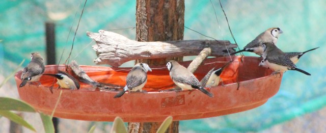 The-finch-family_IMG_9497