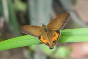 Orange-streaked Ringlet butterfly