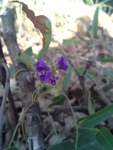 Native Sarsaparilla Hardenbergia violacea