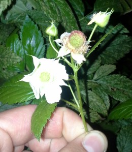 Future raspberries growing in Pollinator Link garden