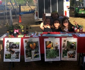 Buttflies at St Jochims 2 - 1 June 2014