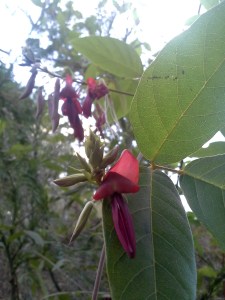 Running Postman Kennedia rubicunda