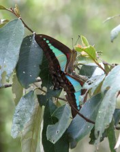 Blue Triangle - mating - Dec09