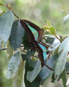 Blue Triangle - mating - Dec09