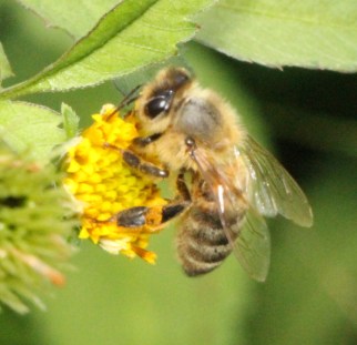 IMG_2416_Bee-on-cobblers-peg