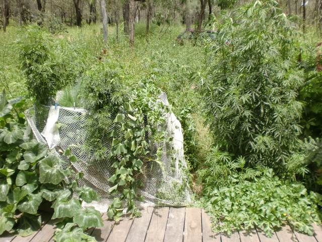 The pathway to my place is between the net covering the wiking bed garden on the left and the tall weeds on the right.