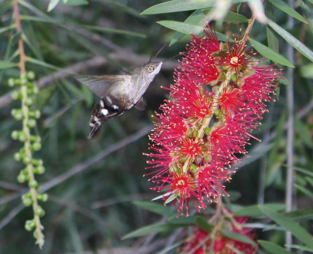 Hummingbird Hawkmoth, <em>Macroglossum micacea</em>, Wilkesdale, SE QLD, Australia