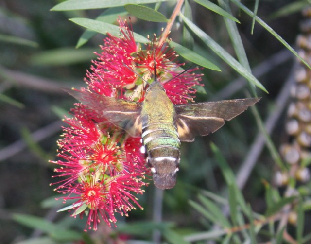 Macroglossum sp. Wilkedale, Australia