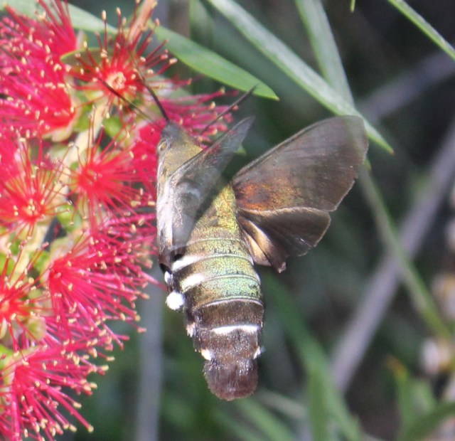 IMG_1236-Macroglossum sp. Wilkedale, Australia