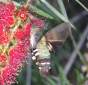 IMG_1236-Macroglossum sp. Wilkedale, Australia