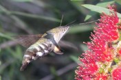 IMG_1238-Macroglossum sp. Wilkedale, Australia