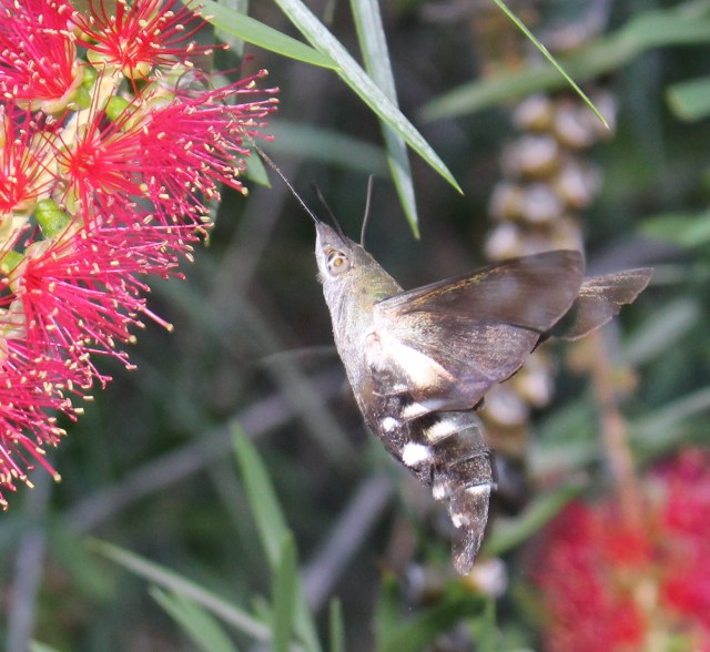 IMG_1242-Macroglossum sp. Wilkedale, Australia