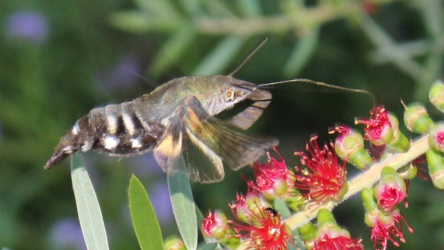 IMG_1253-Macroglossum sp. Wilkedale, Australia