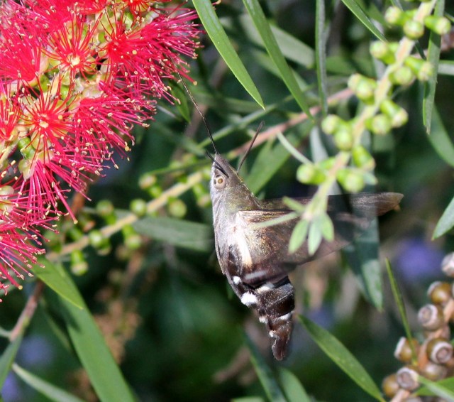 IMG_1255-Macroglossum sp. Wilkedale, Australia