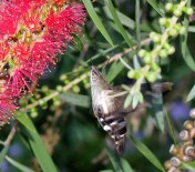 IMG_1255-Macroglossum sp. Wilkedale, Australia