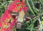 IMG_1258-Macroglossum sp. Wilkedale, Australia