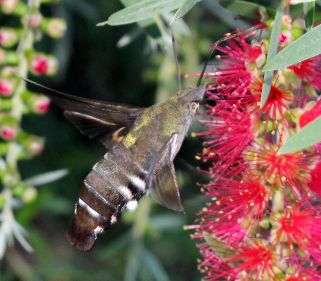 Macroglossum micacea, Wilkesdale, SE QLD, Australia