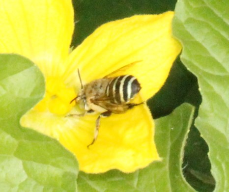 The Blue-banded bee. It's the Australian version of a bumble bee, as it buzz pollinates flowers. This photo does not do it justice but I will one day get a better pic.