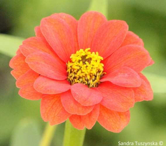 A "weed" flower, adding colour to to the environment. Butterflies especially live red flowers, as do I.