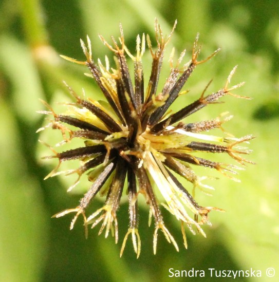 Cobbler's Peg has tiny hooks at the end of its seeds, as a transport mechanism.