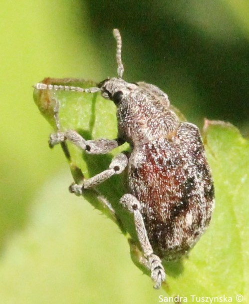 A weevil beetle.