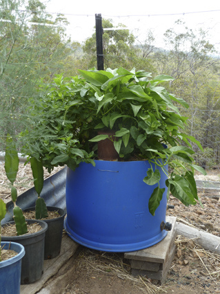 Image retrieved from http://lockyervalley.org/category/wicking-beds-pots/