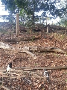 Butcher Bird bushfood - worms, yum