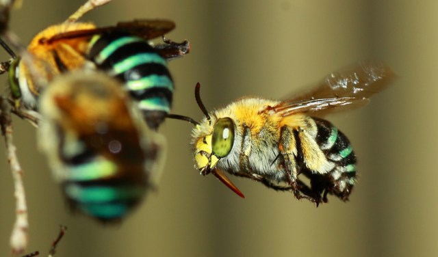 blue-banded-bee