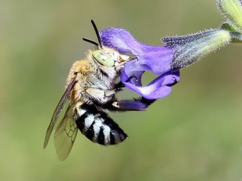 Blue Banded Bee love purple flowers. Image retrieved from http://theplanthunter.com.au/uncategorized/bee-hotel/