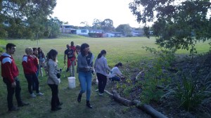 Creating bush habitat in school yard