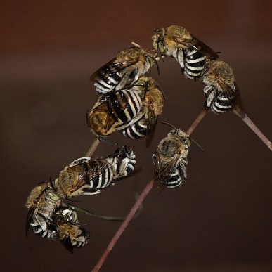 Blue-banded Bee, Amegilla cingulata
