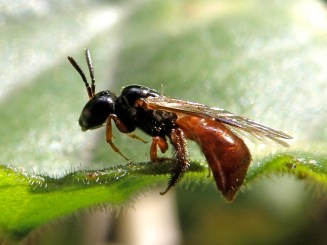 Exoneura Lantana Reed Bee