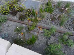 Wildflower meadow - 22 Sept 2015