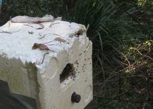stingless-bee-hive-insulated-15-may-2015