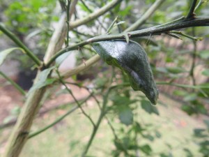 Orchard Swallowtail - chrysalis - 25 Dec 2015