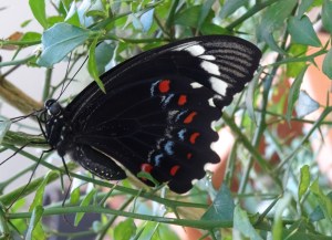 Orchard Swallowtail - female - 2 Jan 2016