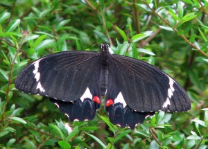 Orchard Swallowtail - Male - Apr10 crop