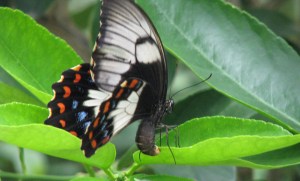 Orchard Swallowtail - Nov 08