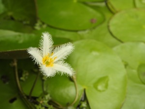 Water Snowflake Nymphoides indica - 20 Mar 2016 low res