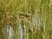 Wood Ducks - 20 Mar 2016