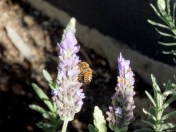 Bee Lavender - 25 June 2016