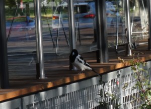 Pied Butcherbird - 25 June 2016 low res